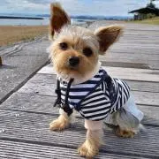 PinoPino