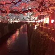 さくらの画像