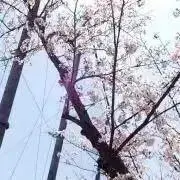 はちみつの画像