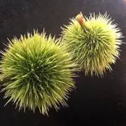 ちぇんり