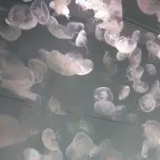 ナナシの画像