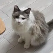 どんの画像
