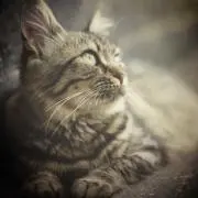 ミシェルの画像