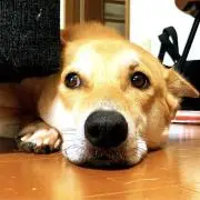 ここね