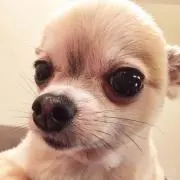 みくらの画像