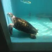 ぽぽの画像