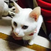 もちお