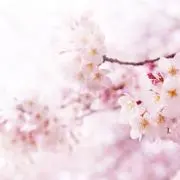 未莉の画像