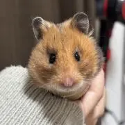 トナの画像