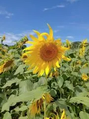 キーシー