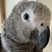もみじの画像