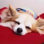 Remi