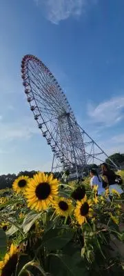 ひまわりの画像