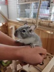 らら