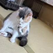 かなの画像