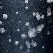 スライムの画像