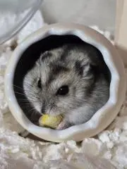りの太(週末発送)の画像