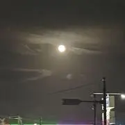 さくら大根の画像