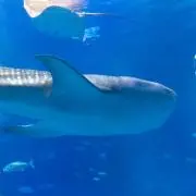Watanabeの画像