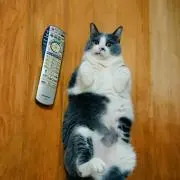 ちえぞう