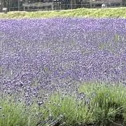 7／4から7／13迄発送出来ません　ゆうの画像