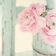 おれんじの画像