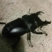 緑茶