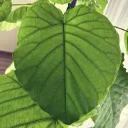 みさの画像