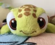かめの画像