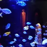 りんの画像