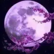 購入前に連絡下さいの画像