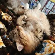 莉子：⚠️猫と暮らしてますの画像