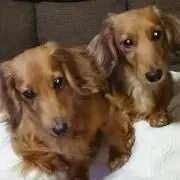 ラムちゃん