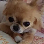 キララの画像