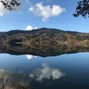 岩手県産 山葡萄樹皮 S級 - メルカリ