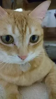 ひより