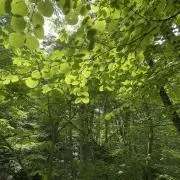 B&Dの画像