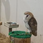 ダニエルの画像