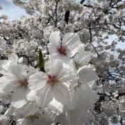 きんもくせいの画像