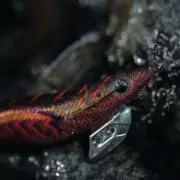 フミの画像