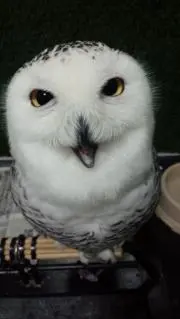 とし