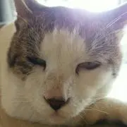 にゃん吉