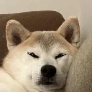 けんの画像