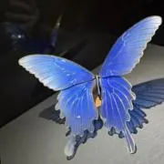 nifulの画像