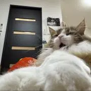 おもりんの画像