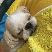 けけちゃまの画像