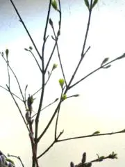 pmの画像