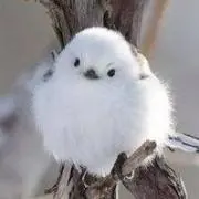みゆきの画像