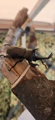 ☆カブトムシの画像