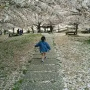 ぽむの画像